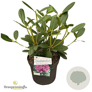 Rhododendron 'Catawb. Grandiflorum' 30-40 cm 5,0L struik