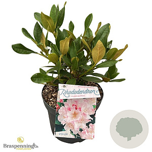 Rhododendron (C) 'Christmas Cheer' 30-40 cm 5,0L struik