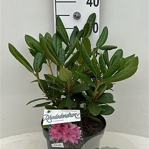 Rhododendron 'Cosmopolitan' 30-40 cm 5,0L struik