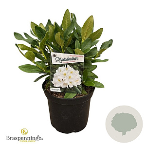Rhododendron 'Cunningham's White' 30-40 cm 5,0L struik