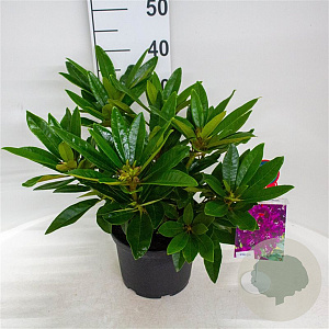 Rhododendron Dramatic Dark 30-40 cm 5,0L struik
