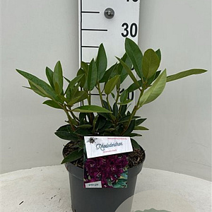Rhododendron Dramatic Dark 30-40 cm 5,0L struik