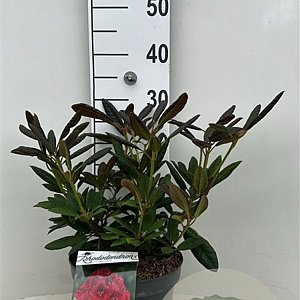 Rhododendron 'Elizab. Red Foliage' 30-40 cm 5,0L struik
