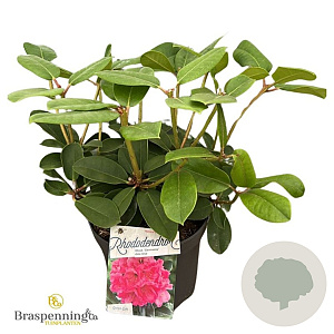 Rhododendron 'Germania' 30-40 cm 5,0L struik