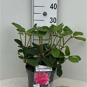 Rhododendron 'Germania' 30-40 cm 5,0L struik