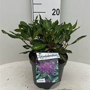 Rhododendron 'Goldflimmer' 30-40 cm 5,0L struik