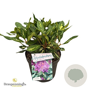 Rhododendron 'Goldflimmer' 30-40 cm 5,0L struik