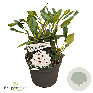 Rhododendron Graffito 30-40 cm 5,0L struik