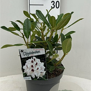 Rhododendron Graffito 30-40 cm 5,0L struik