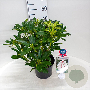 Rhododendron Graffito 30-40 cm 5,0L struik