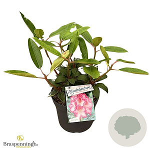 Rhododendron 'Hachmann's Charmant' 30-40 cm 5,0L struik
