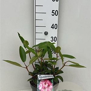 Rhododendron 'Hachmann's Charmant' 30-40 cm 5,0L struik