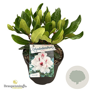 Rhododendron Hachmann's Picobello 30-40 cm 5,0L struik
