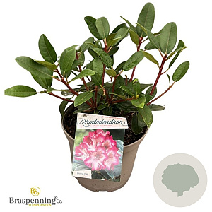 Rhododendron 'Hans Hachmann' 30-40 cm 5,0L struik