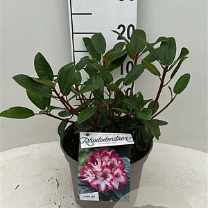 Rhododendron 'Hans Hachmann' 30-40 cm 5,0L struik