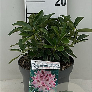 Rhododendron 'Helen Martin' 30-40 cm 5,0L struik