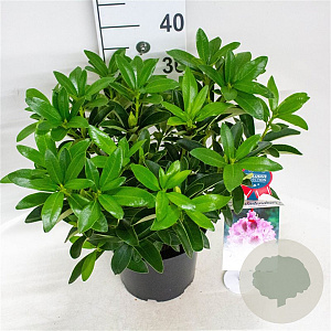 Rhododendron 'Helen Martin' 30-40 cm 5,0L struik