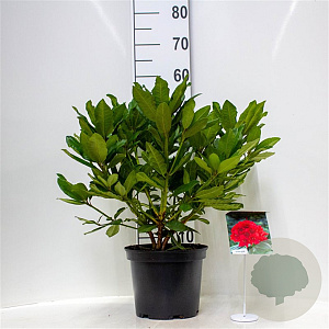 Rhododendron 'Lord Roberts' 30-40 cm 5,0L struik