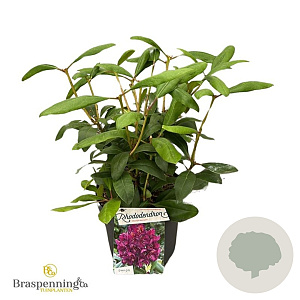 Rhododendron 'Marcel Menard' 30-40 cm 5,0L struik