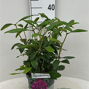 Rhododendron 'Marcel Menard' 30-40 cm 5,0L struik