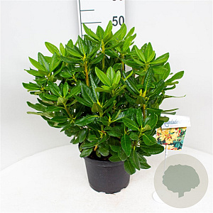 Rhododendron 'Nancy Evans' 30-40 cm 5,0L struik