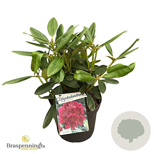 Rhododendron (P) 'Polarnacht' 30-40 cm 5,0L struik