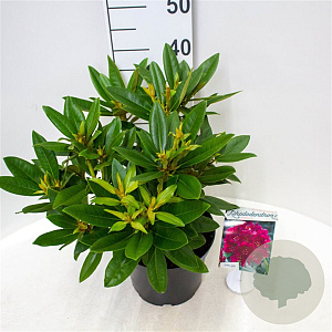Rhododendron (P) 'Polarnacht' 30-40 cm 5,0L struik