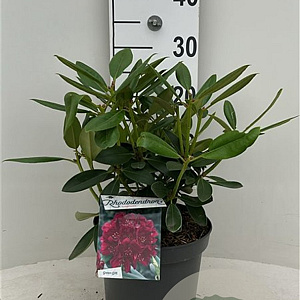 Rhododendron (P) 'Polarnacht' 30-40 cm 5,0L struik