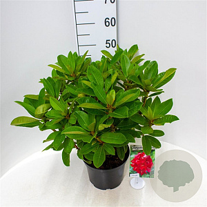 Rhododendron 'Red Jack' 30-40 cm 5,0L struik