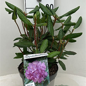 Rhododendron 'Roseum Elegans' 30-40 cm 5,0L struik