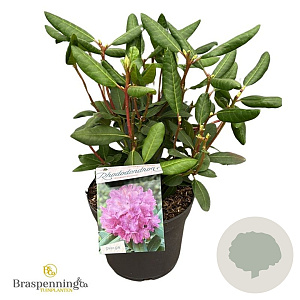 Rhododendron 'Roseum Elegans' 30-40 cm 5,0L struik