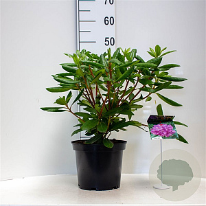 Rhododendron 'Roseum Elegans' 30-40 cm 5,0L struik