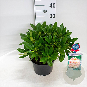 Rhododendron 'Sun Glory' 30-40 cm 5,0L struik