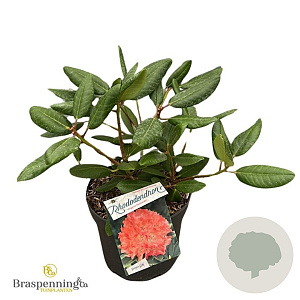Rhododendron 'Virginia Richards' 30-40 cm 5,0L struik