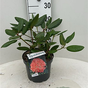 Rhododendron 'Virginia Richards' 30-40 cm 5,0L struik