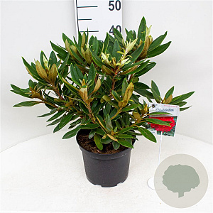Rhododendron 'Vulcan's Flame' 30-40 cm 5,0L struik