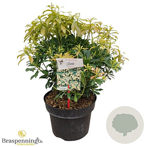 Pinus taiwanensis 30-40 cm 5,0L struik