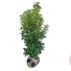 Prunus lusitanica 'Brenelia' 100-120 cm met kluit