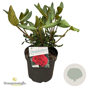 Rhododendron 'Hachmann's Feuerschein' 30-40 cm 5,0L struik