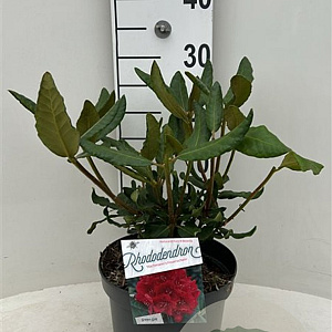 Rhododendron 'Hachmann's Feuerschein' 30-40 cm 5,0L struik
