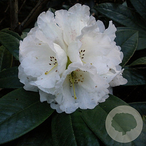 Rhododendron 'Honing Duft' 30-40 cm 5,0L struik