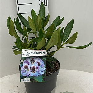 Rhododendron 'Pinguin' 30-40 cm 5,0L struik