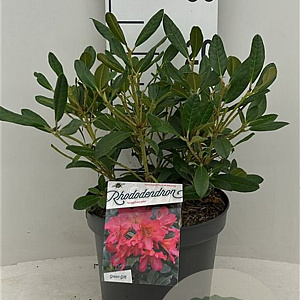 Rhododendron 'Scyphocalix' 30-40 cm 5,0L struik