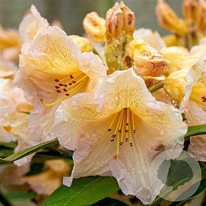 Rhododendron 'Tortoiseshell Yellow' 30-40 cm 5,0L struik