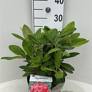 Rhododendron yakushimanum 'Dopey' 30-40 cm 5,0L struik