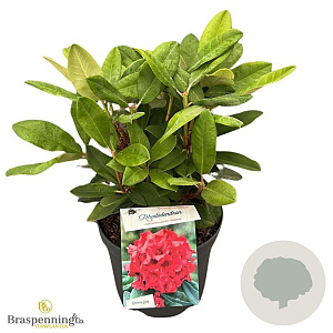 Rhododendron yakushimanum 'Dopey' 30-40 cm 5,0L struik