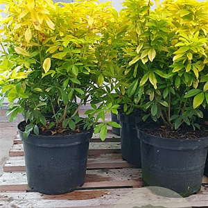 Choisya t. Sundance 30-40 cm 7,5L