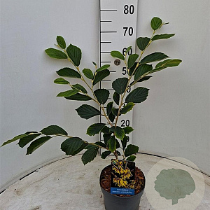 Hamamelis int. 'Arnold Promise' 40-50 cm 3,0L