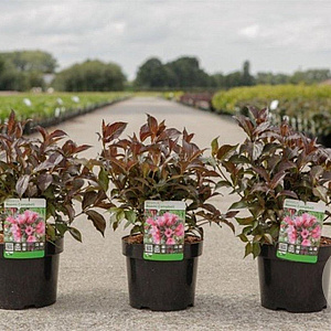 Weigela Naomi Campbell 30-40 cm 3,5L