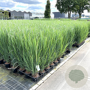 Panicum virgatum 'Northwind' gm 4,0L